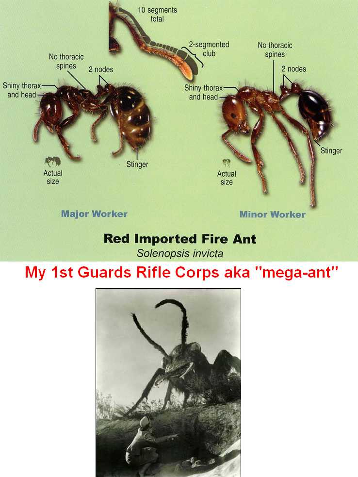 antsredarmy.jpg