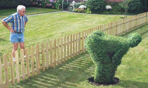 moonshrub.jpg