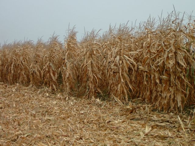 kukorica_1.jpg