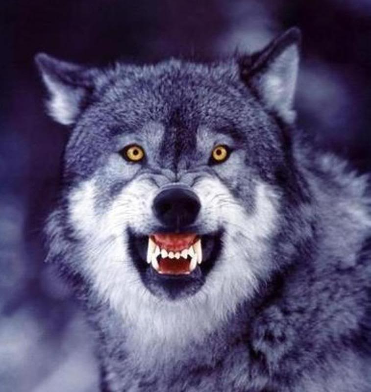 SnarlingWolf.jpg