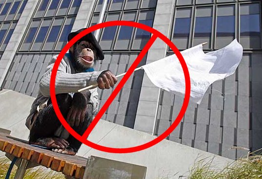 nosurrendermonkey.jpg