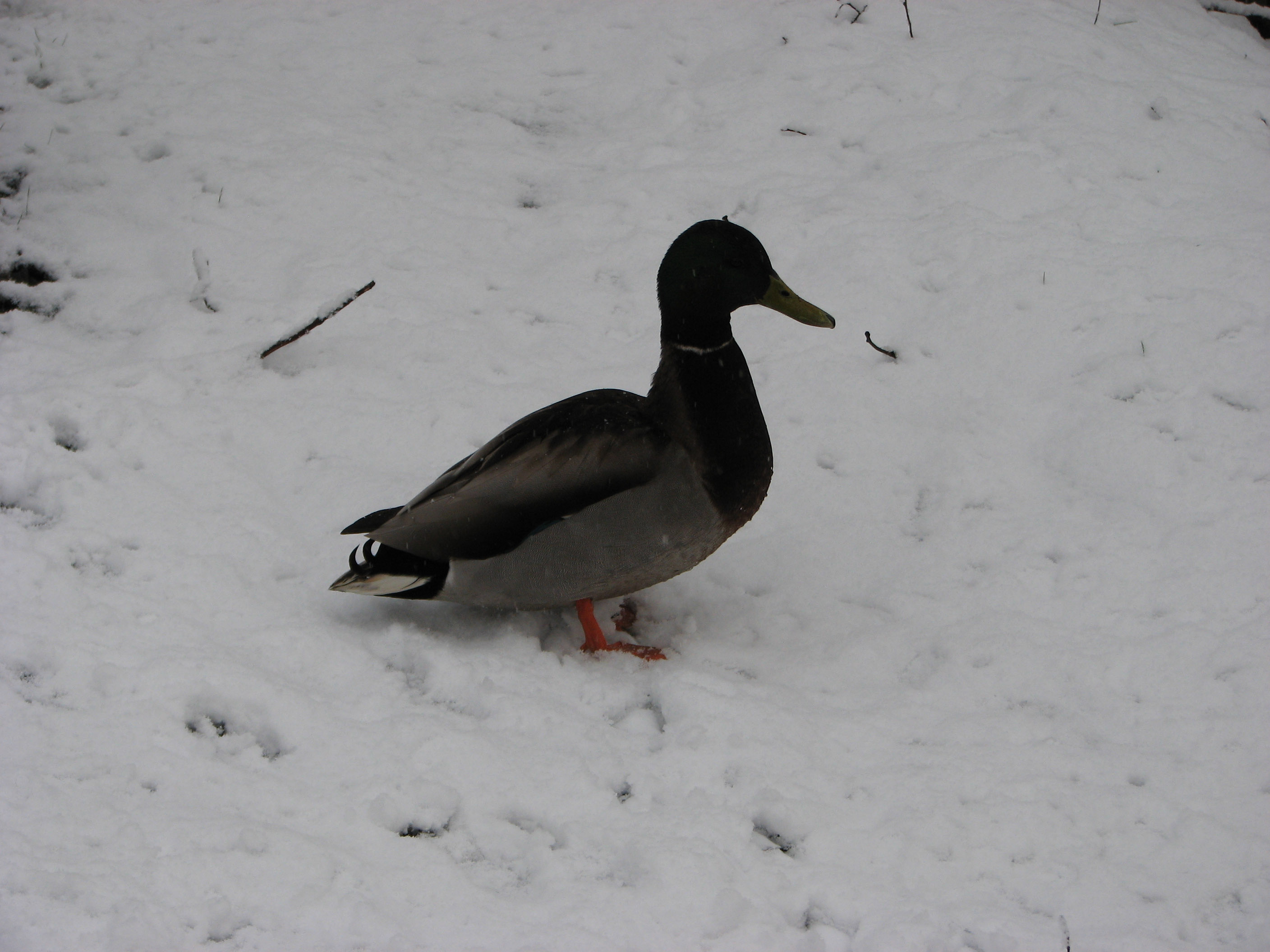 northwestwildlife.jpg
