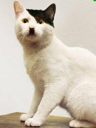 catthatl..ehitler.jpg