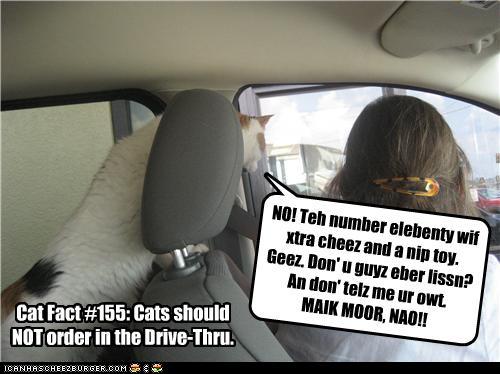 Drivethrucat.jpg