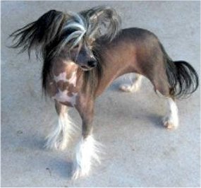 ChineseCre..NKENNEL.jpg