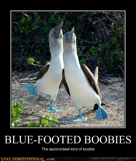 demotivati..boobies.jpg