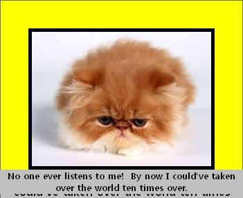 dourkitten.jpg