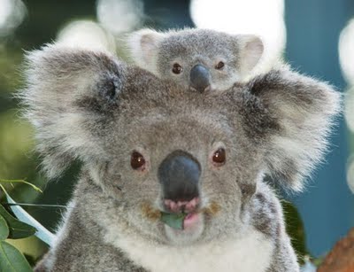 koalabearwithbaby.jpg