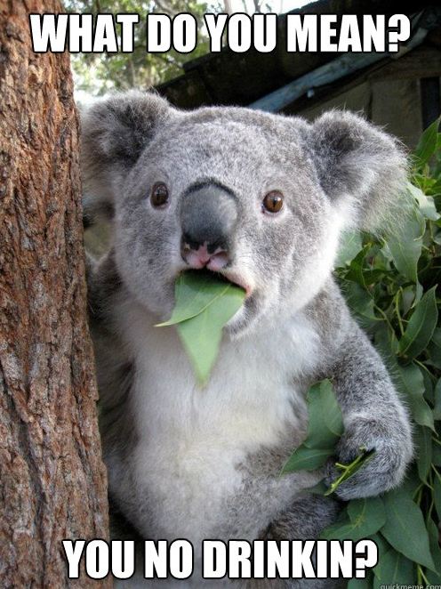 koala.jpg