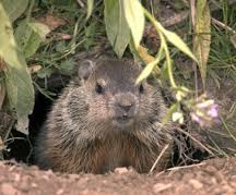 groundhog.jpg