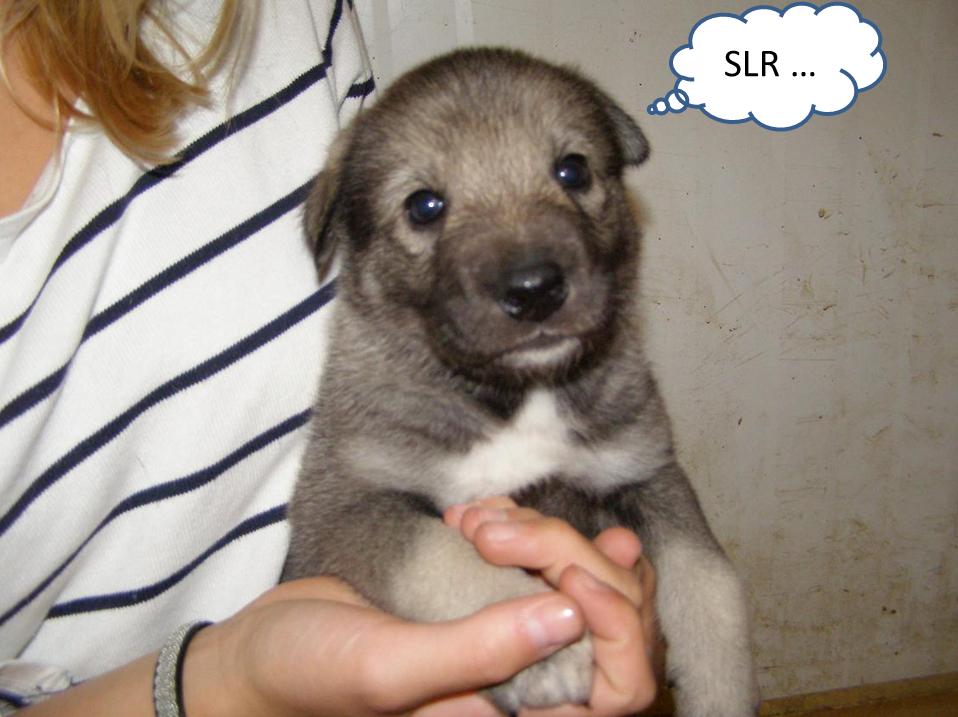 puppyslr.jpg