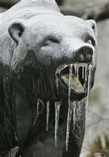 Coldbear.jpg
