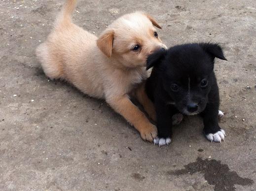 puppies3.jpg