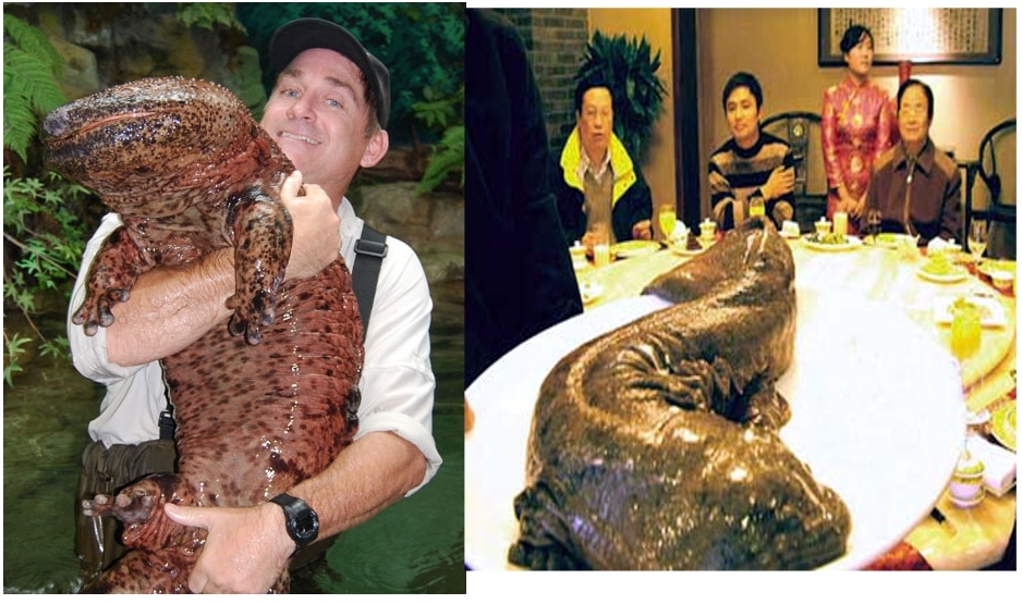 salamander.xcf.jpg