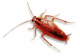 Germancockroach.jpg