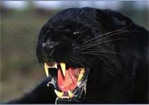 Panther.jpg