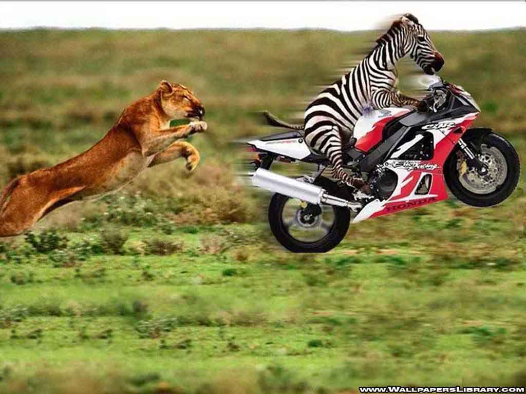 funnylion..allpaper.jpg