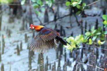 junglefowl.jpg