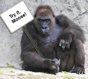 gorilla_ma..Moose.jpg