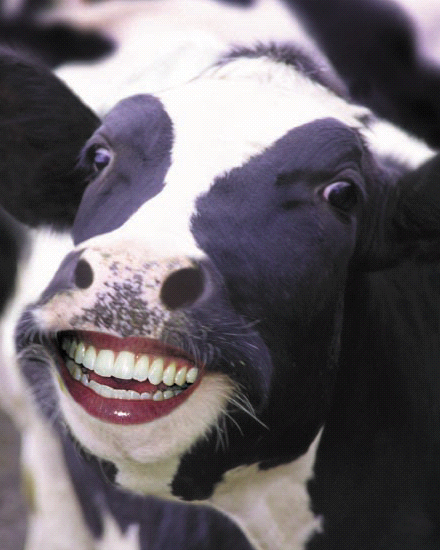 cow2.jpg