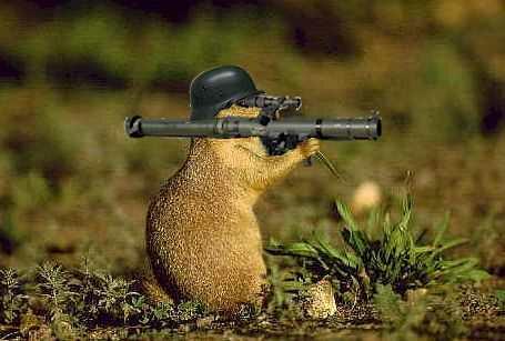 armedsquirrel.jpg