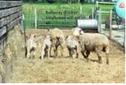 sheepg.gif