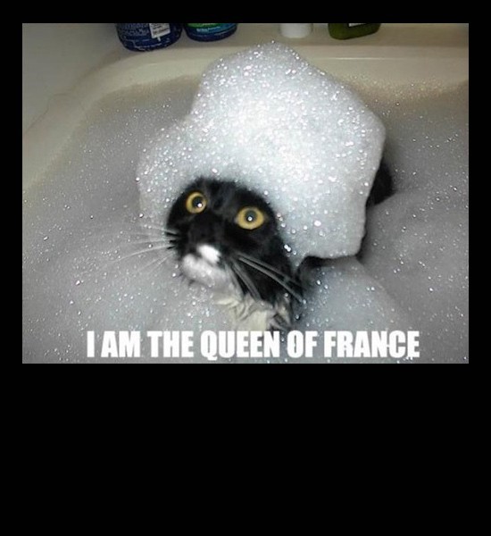 catsoapq..nfrance.jpg