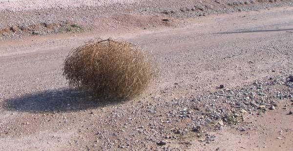 tumbleweeds01.jpg