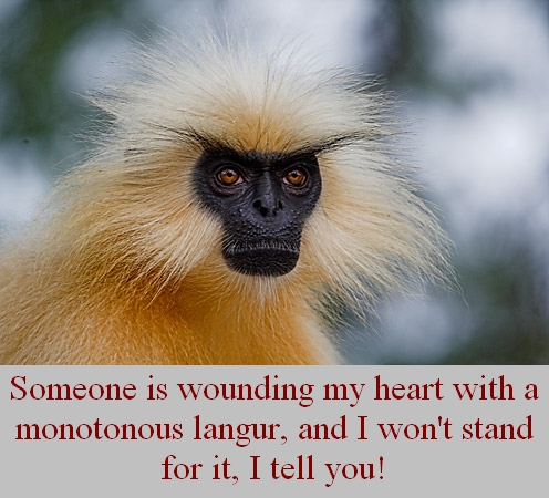 1037langur.jpg