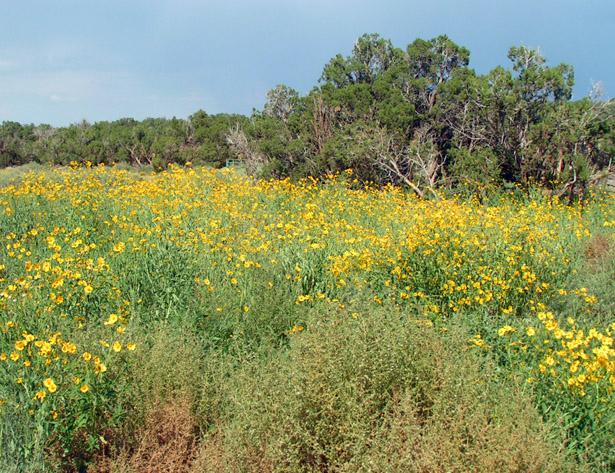 DaisiesinBloom.jpg