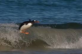 Penguin.jpg