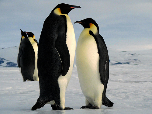 penguins.jpg
