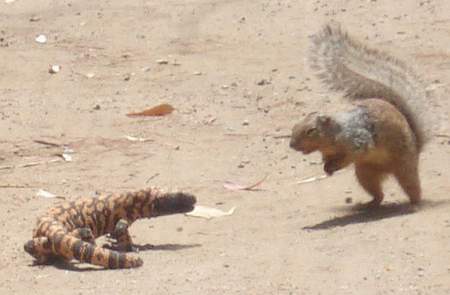 SquirrelVe..nster450.jpg