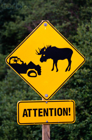 MooseCrossing.jpg