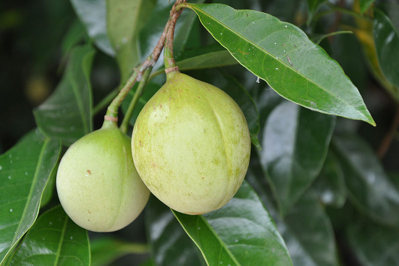 800pxNutmeg_on_Tree.jpg