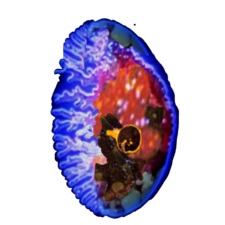 Slug_00000.jpg