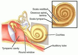 cochlea.jpg