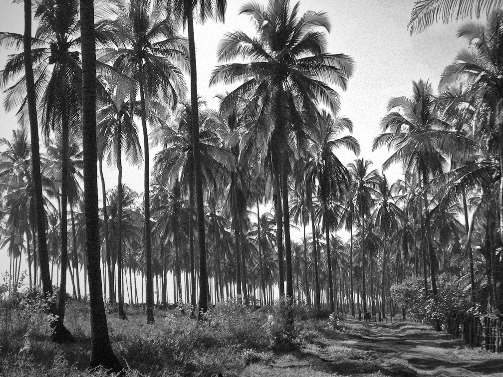 coconut plantation.jpg
