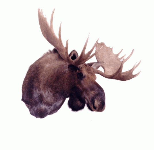 moohead.gif
