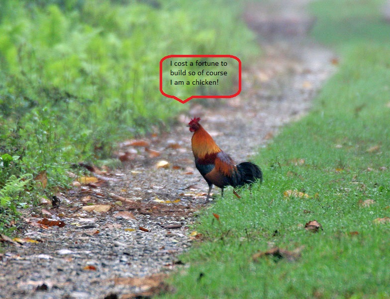 Chicken3.jpg