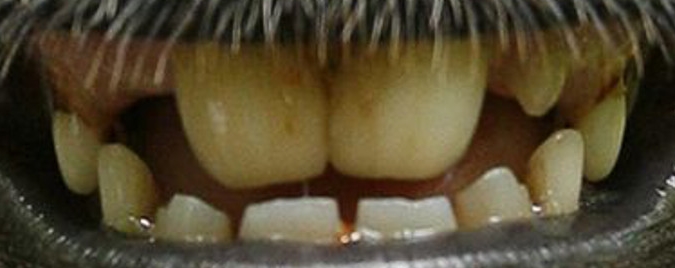 Teeth.jpg