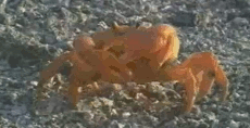 Imthrowin..etfinal.gif
