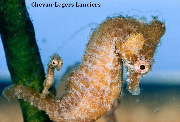 ChevauLg..Lanciers.jpg