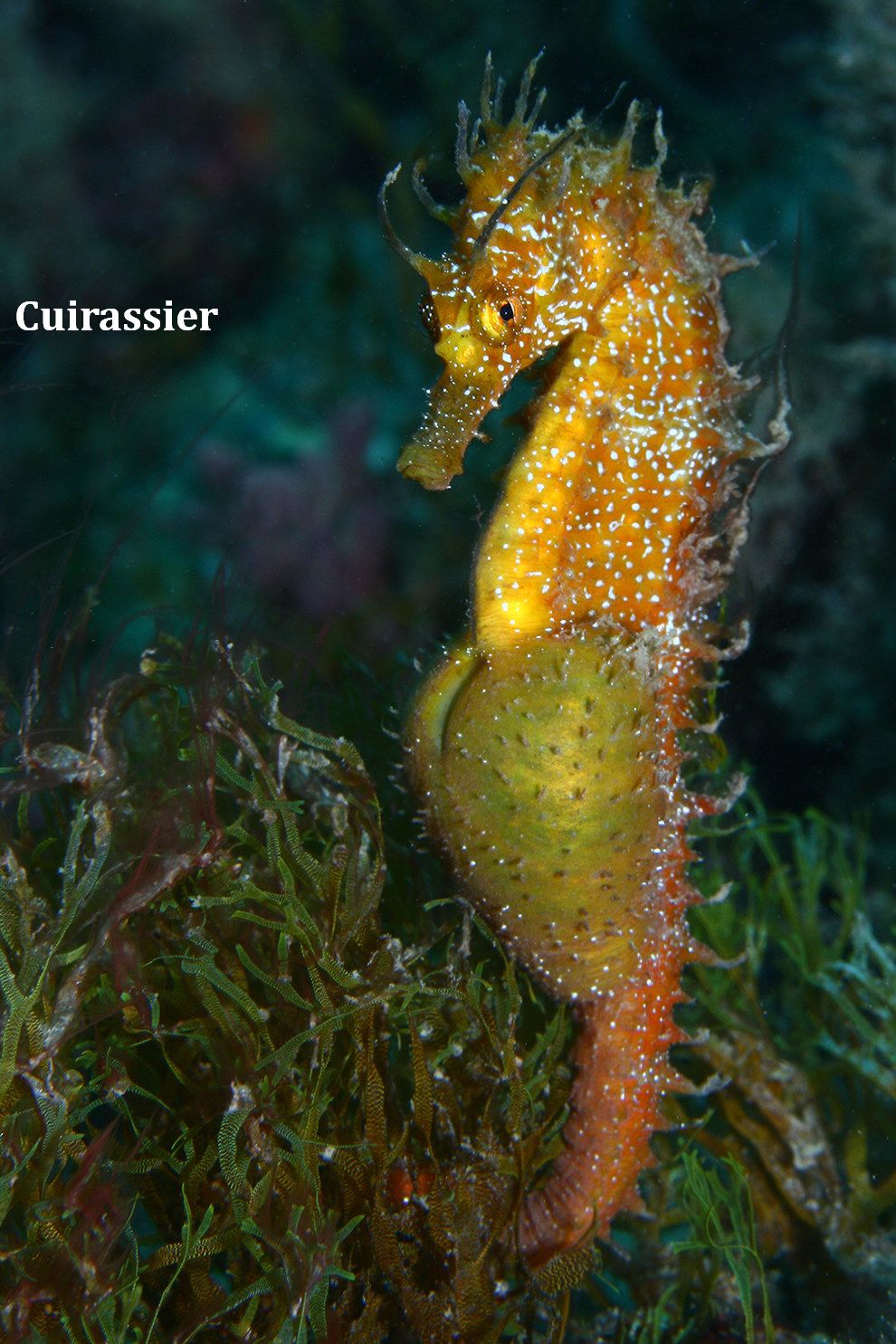 Cuirrassier.jpg