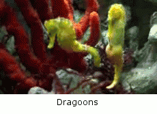 Dragoons.gif