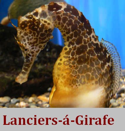 LanciersGirafe.jpg