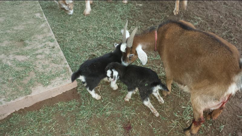 BabyGoats121514.jpg