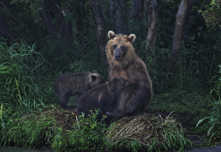 bearfeedingcubs.jpg