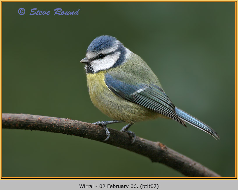 bluetit07.jpg