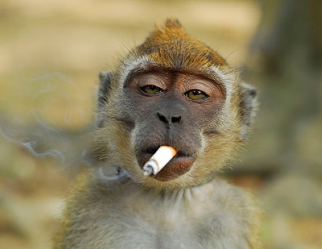 monkey.jpg
